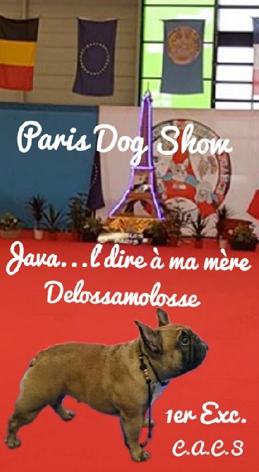 De Lossamolosse - PARIS DOG SHOW 07/01/2017