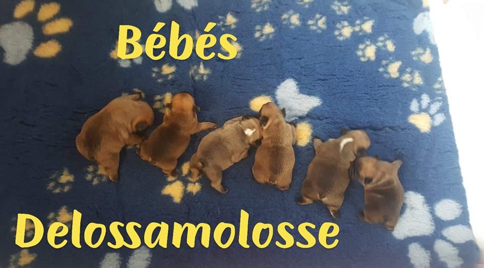 De Lossamolosse - Les bébés Delossamolosse 8 jours
