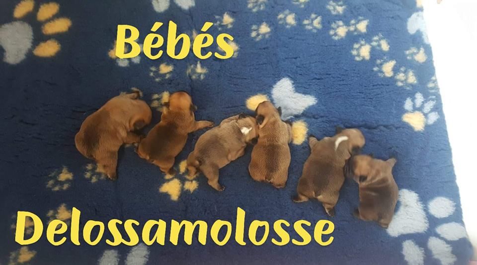 Les bébés Delossamolosse 8 jours