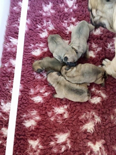 Chiot Bouledogue français De Lossamolosse