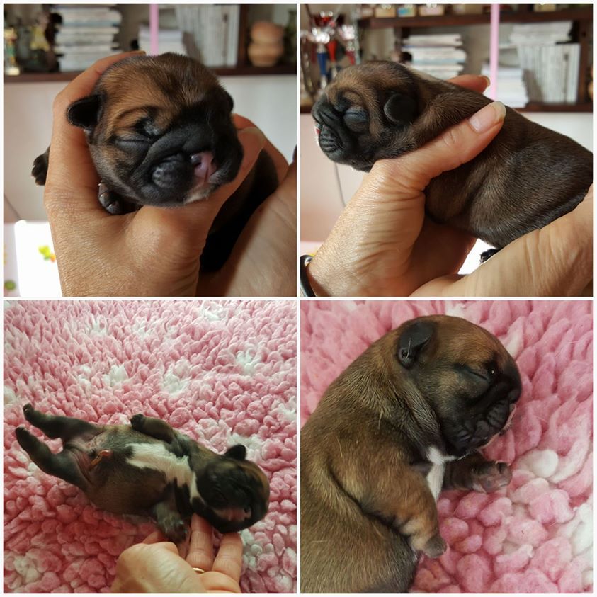 Chiot Bouledogue français De Lossamolosse