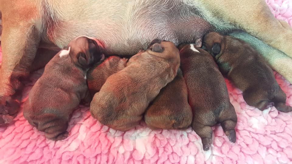 Chiot Bouledogue français De Lossamolosse